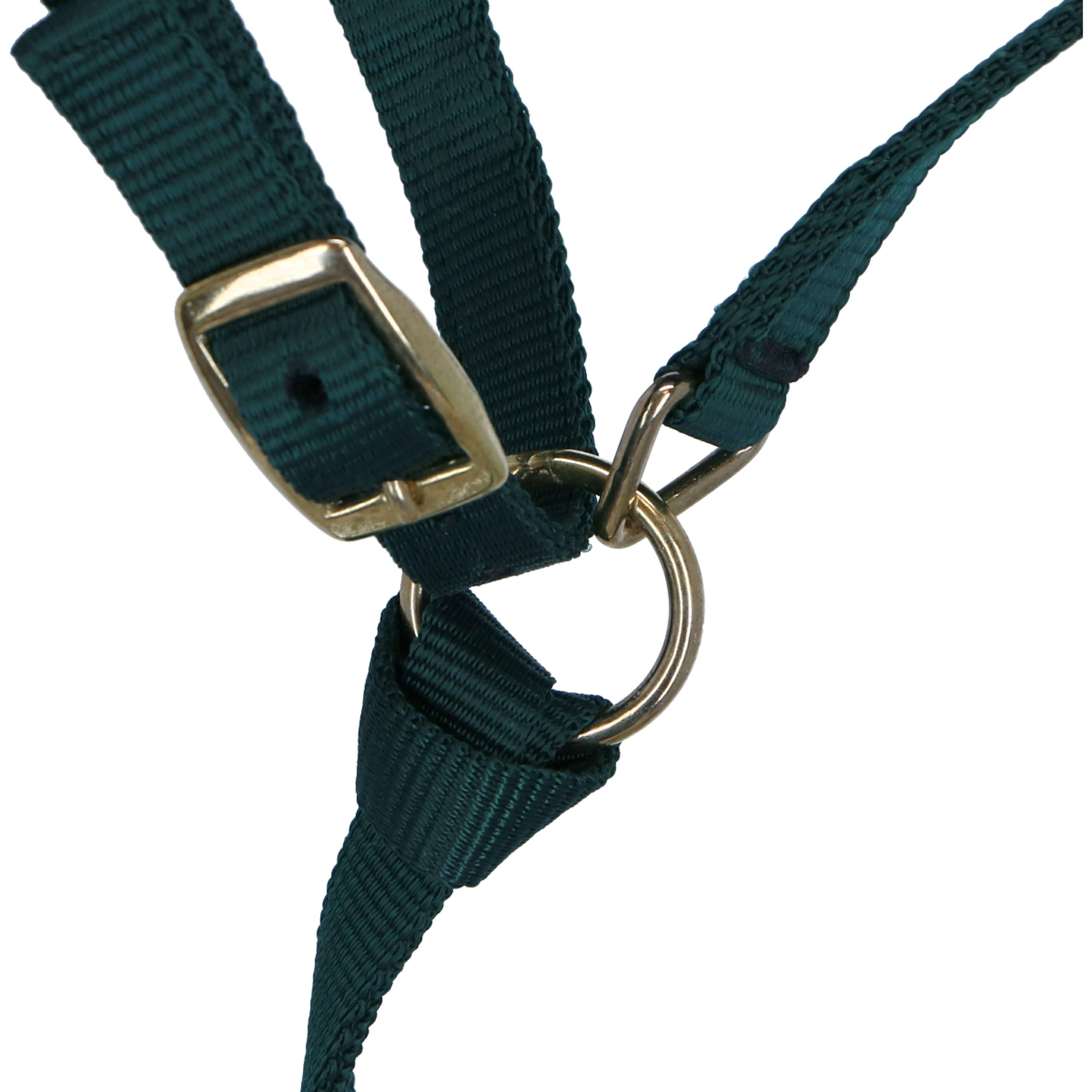Norton Licol pour Poulain avec Longe Vert Foncé