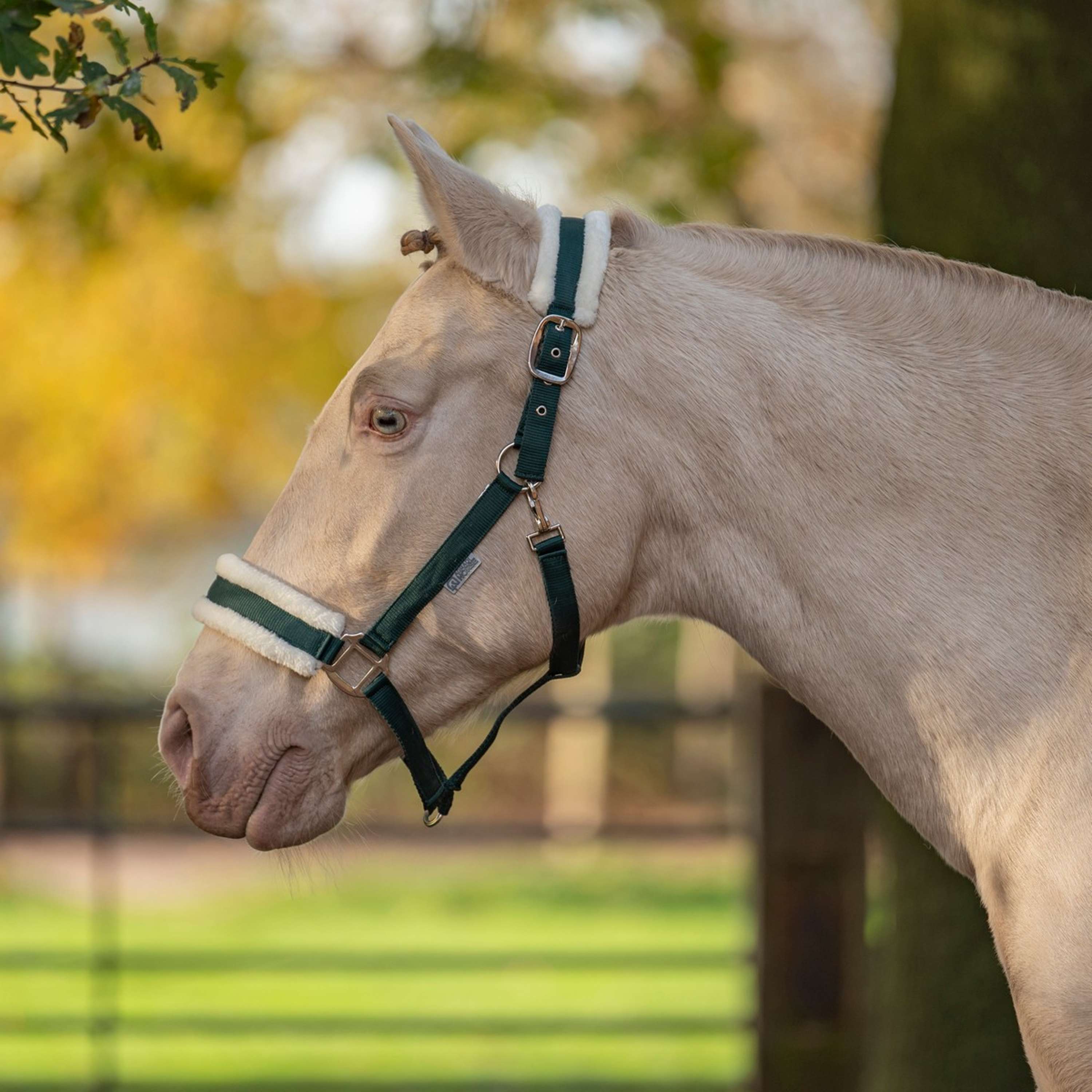 Agradi Horse Licol First Fir Green
