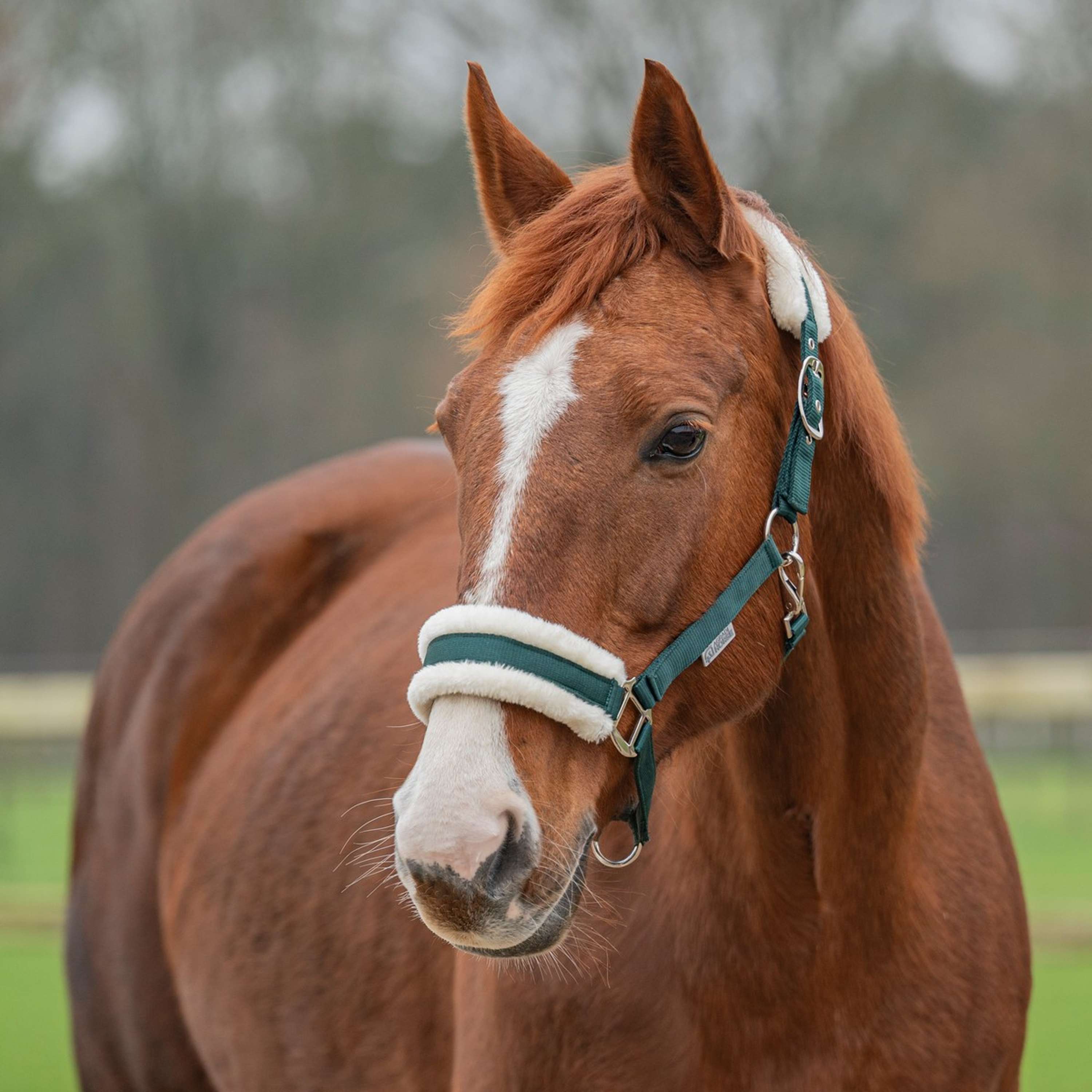 Agradi Horse Licol First Fir Green