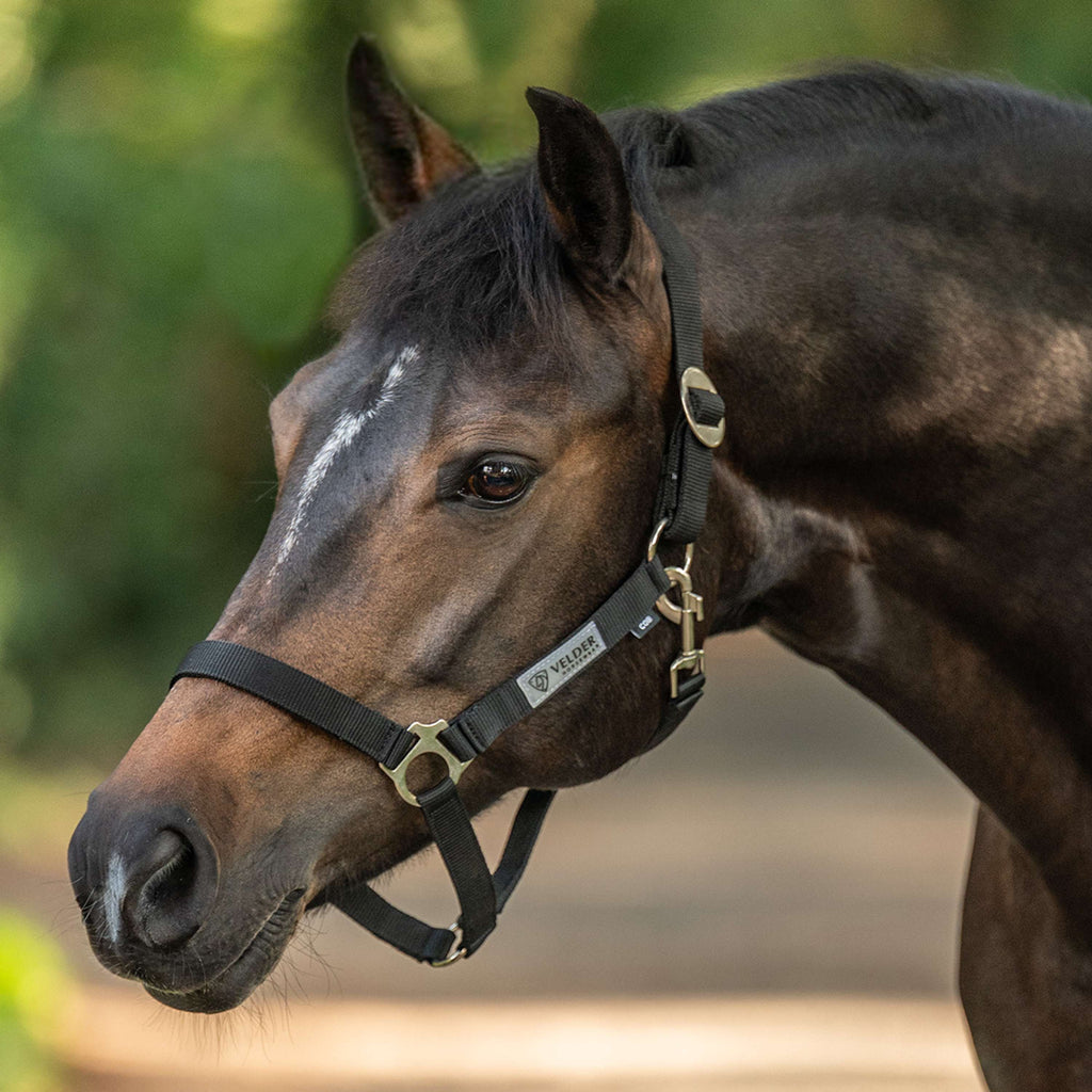 Velder Horsewear Essentials Licol Basic Noir