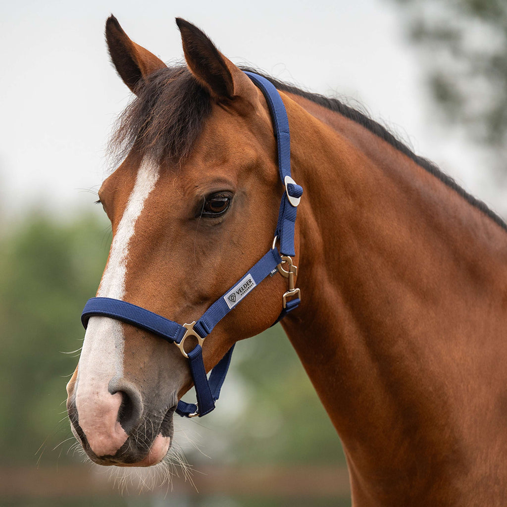 Velder Horsewear Essentials Licol Basic Padded Marin
