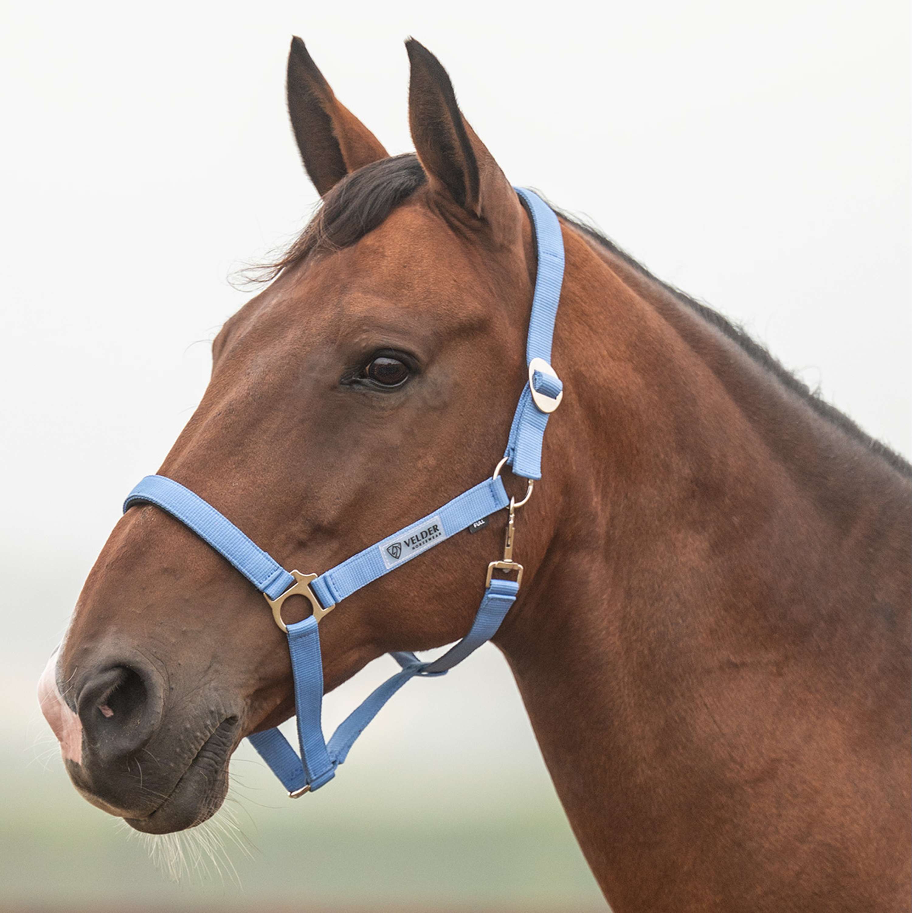 Velder Horsewear Essentials Licol Basic Padded Bright Cornflower