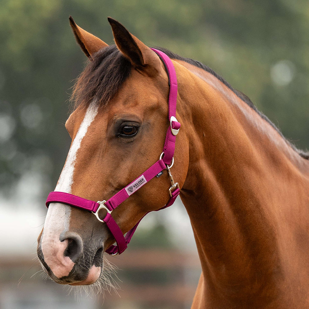 Velder Horsewear Essentials Licol Basic Padded Boysenberry