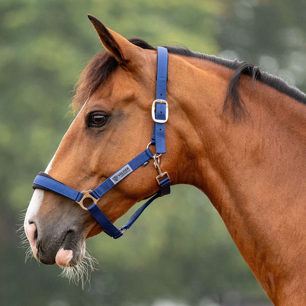 Velder Horsewear Essentials Licol Basic Comfort Marin