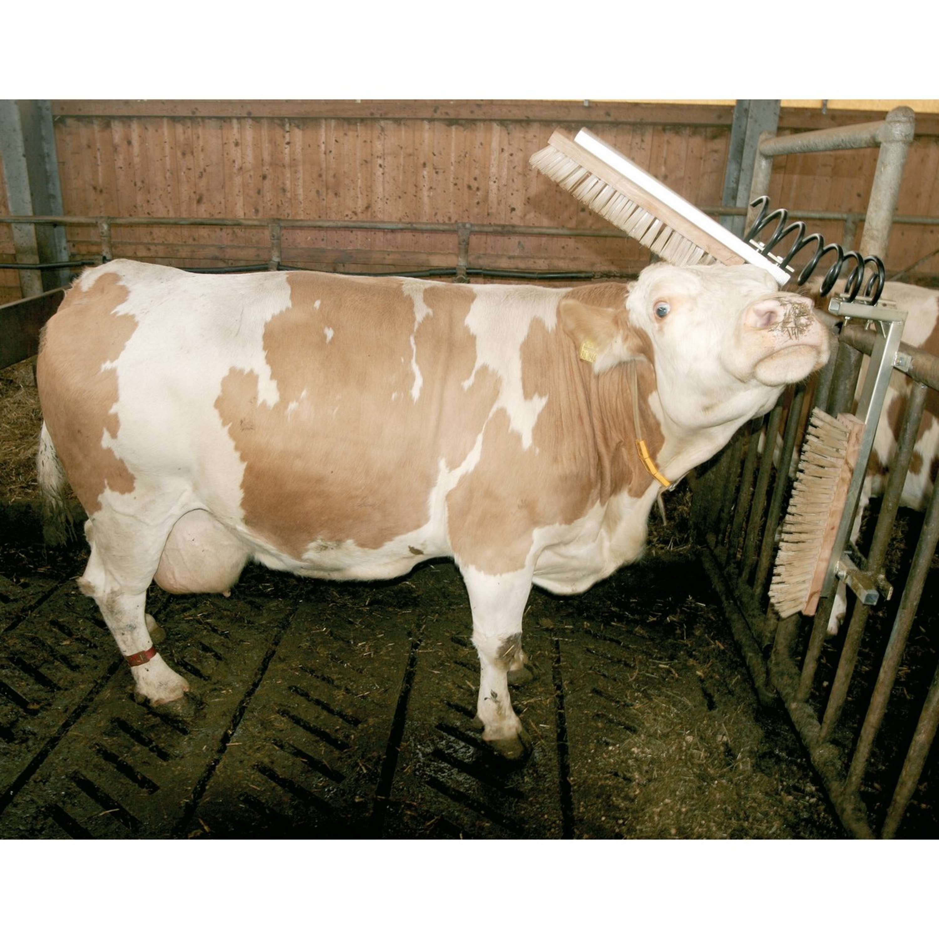 Kerbl Brosse pour Bétail Texas