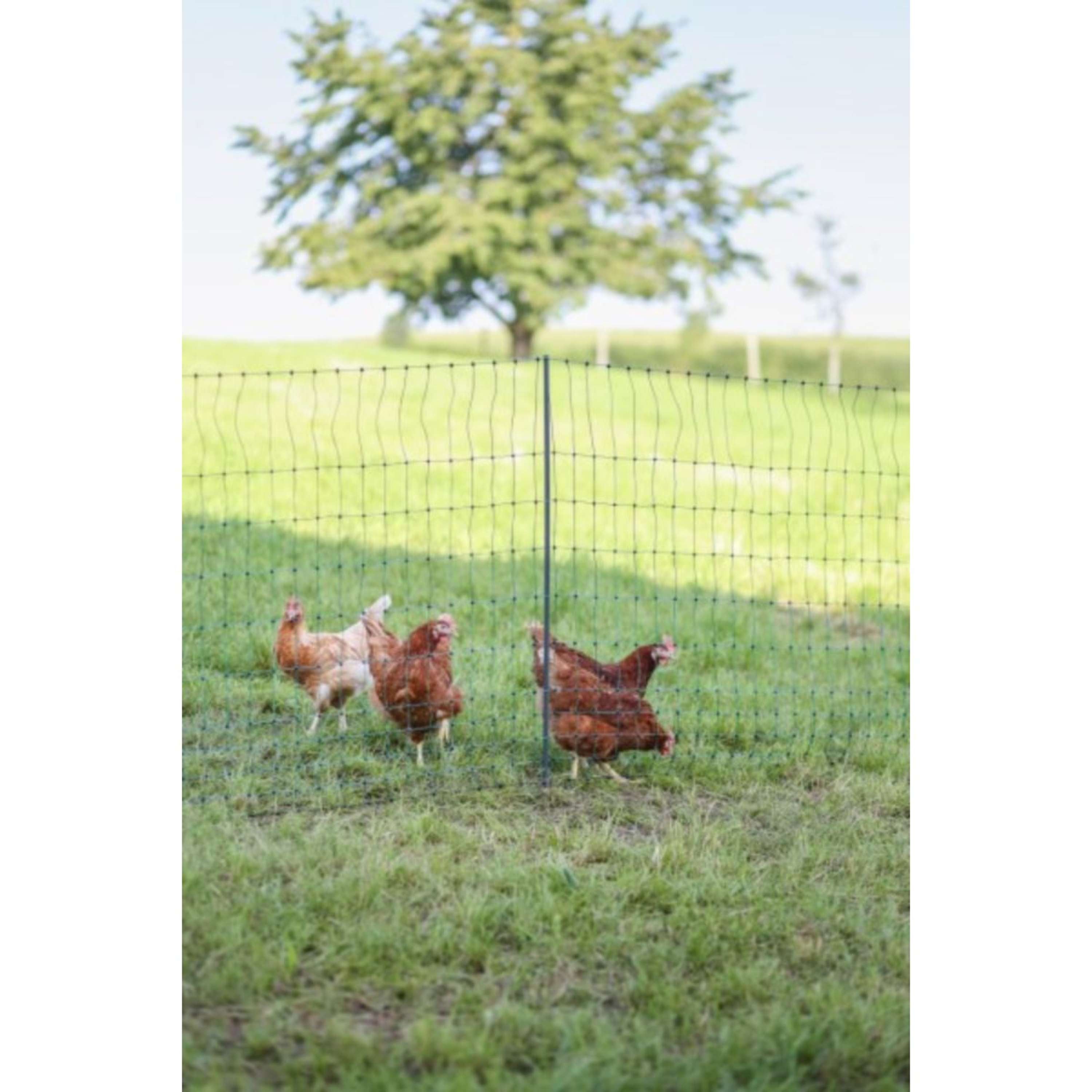 Ako Filet Avicole Premium Electified Double Goupille Vert