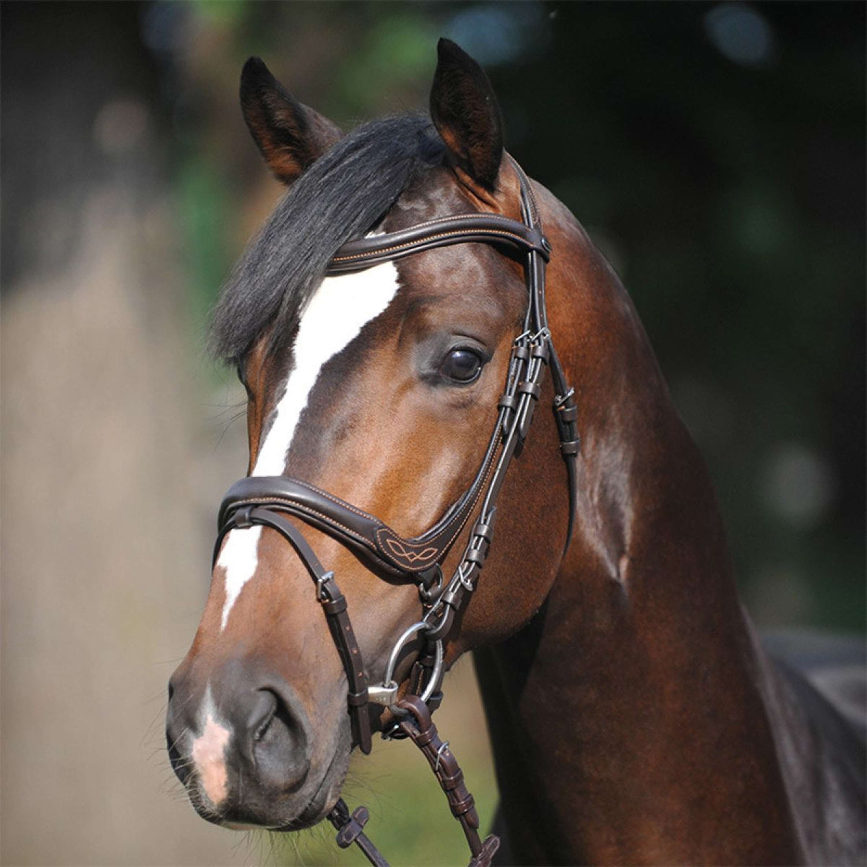 Kavalkade Bridon Ivy Marron