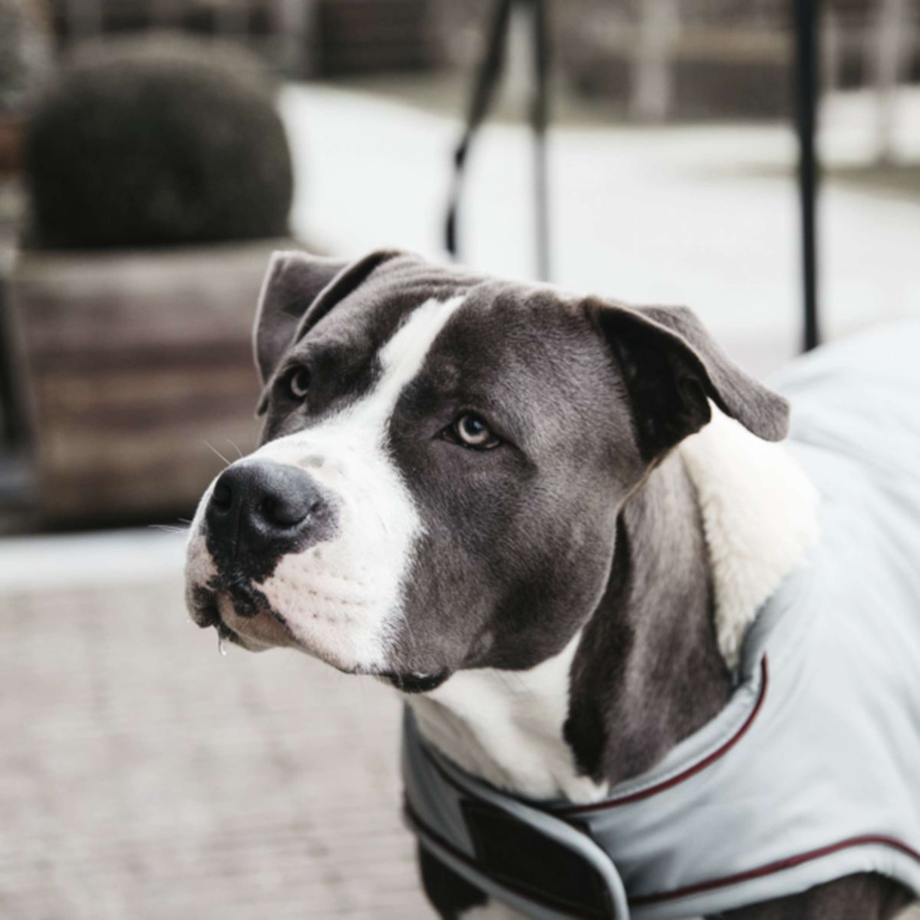 Kentucky Veste pour Chien Waterproof 160g Dusty Blue