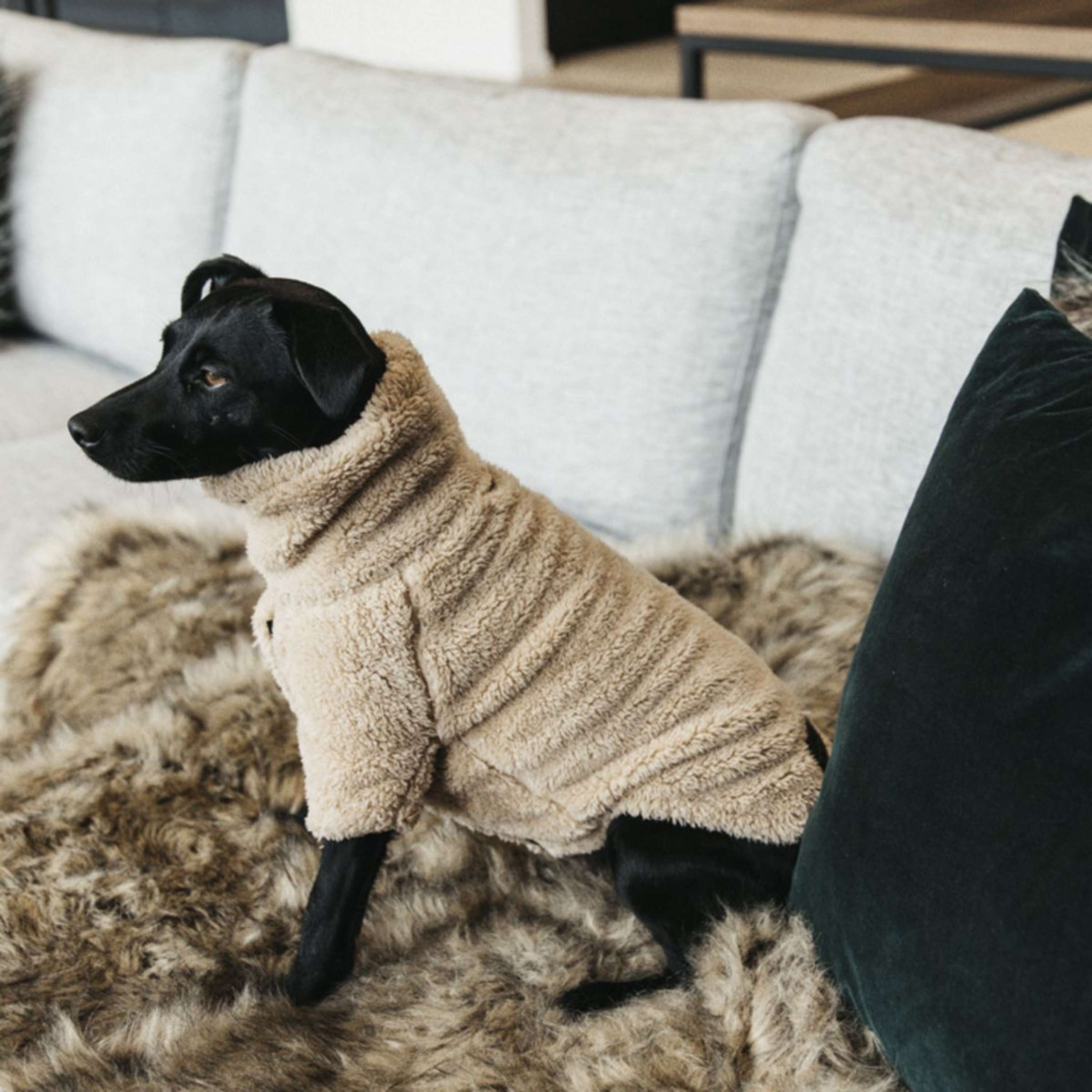 Kentucky Pull Chien Teddy Fleece Beige