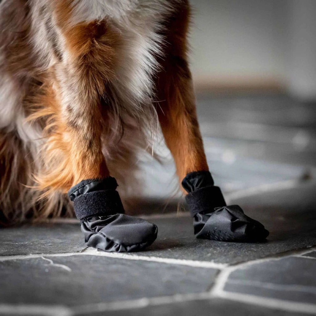 Back on Track Chaussures pour Chien Koda Noir