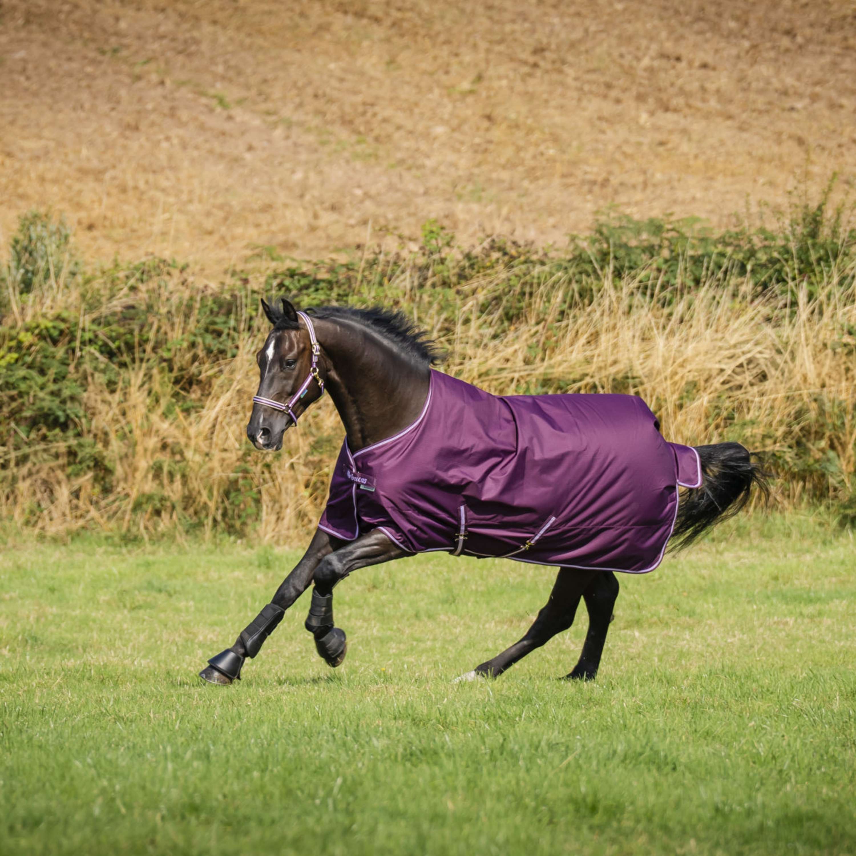 Bucas Freedom Turnout Light 0g Blackberry