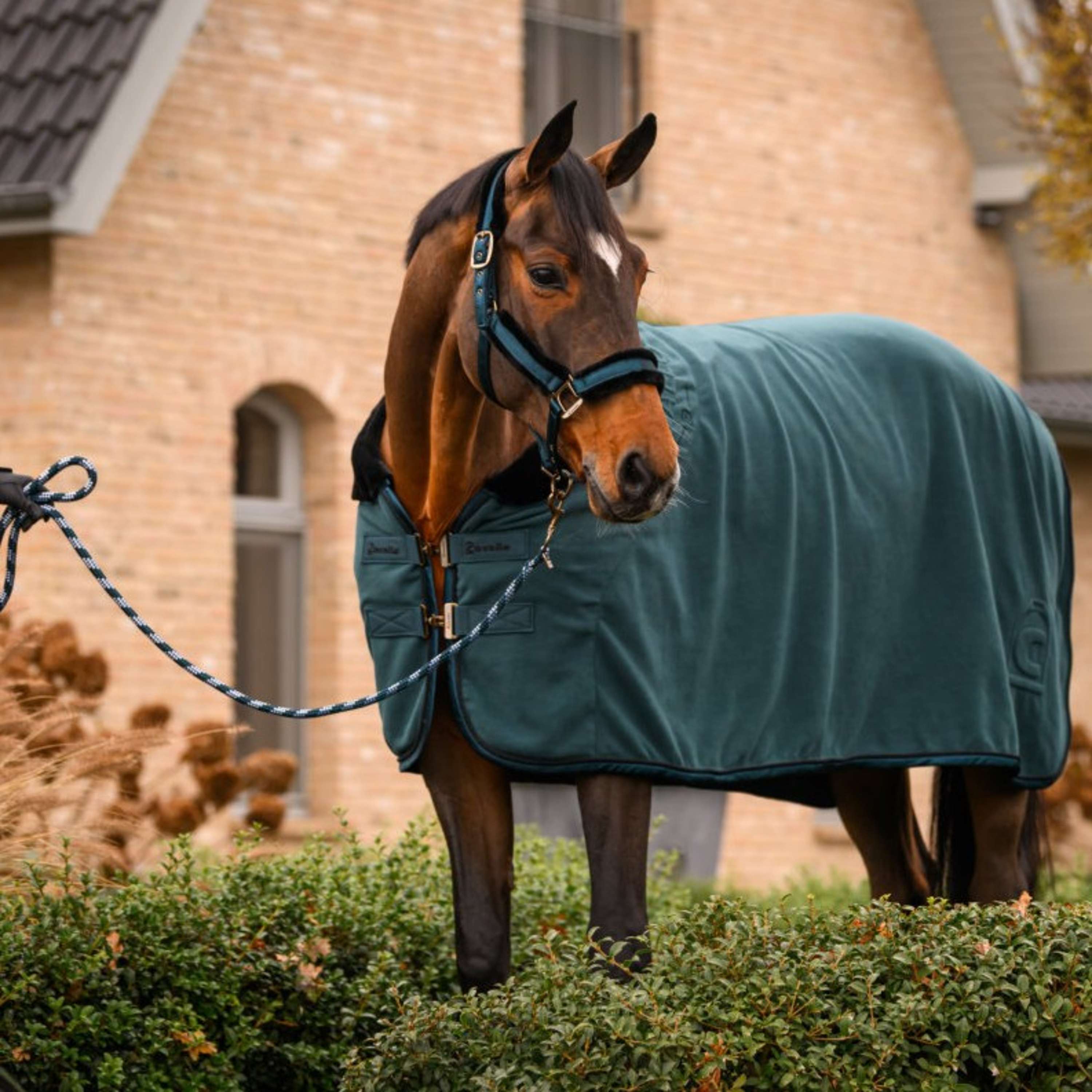 Cavallo Corde pour Licol CavalJace avec Mousqueton Dark Peacock