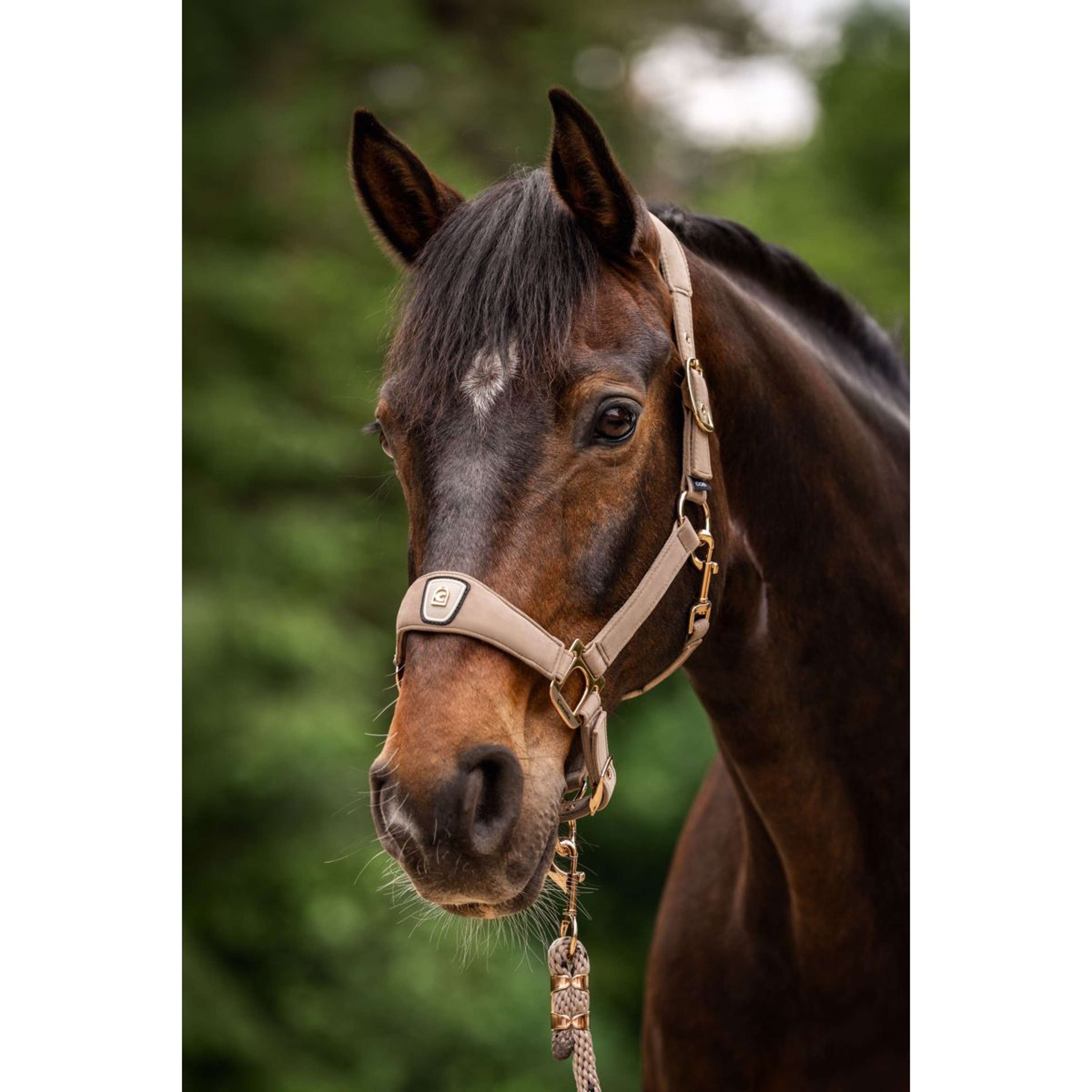 Cavallo Licol CavalPawel Mocha Latte