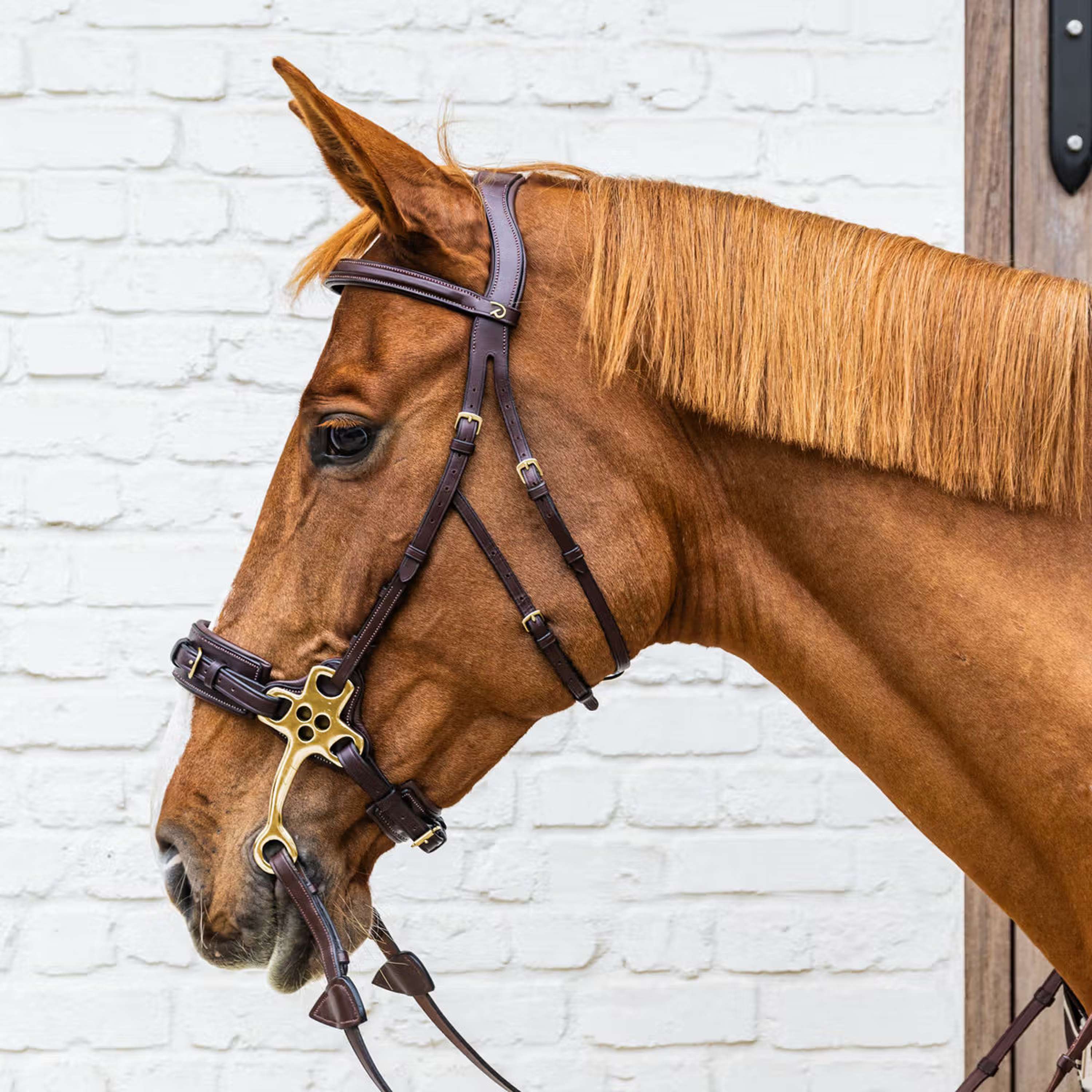 Dyon Bride Hackamore Marron
