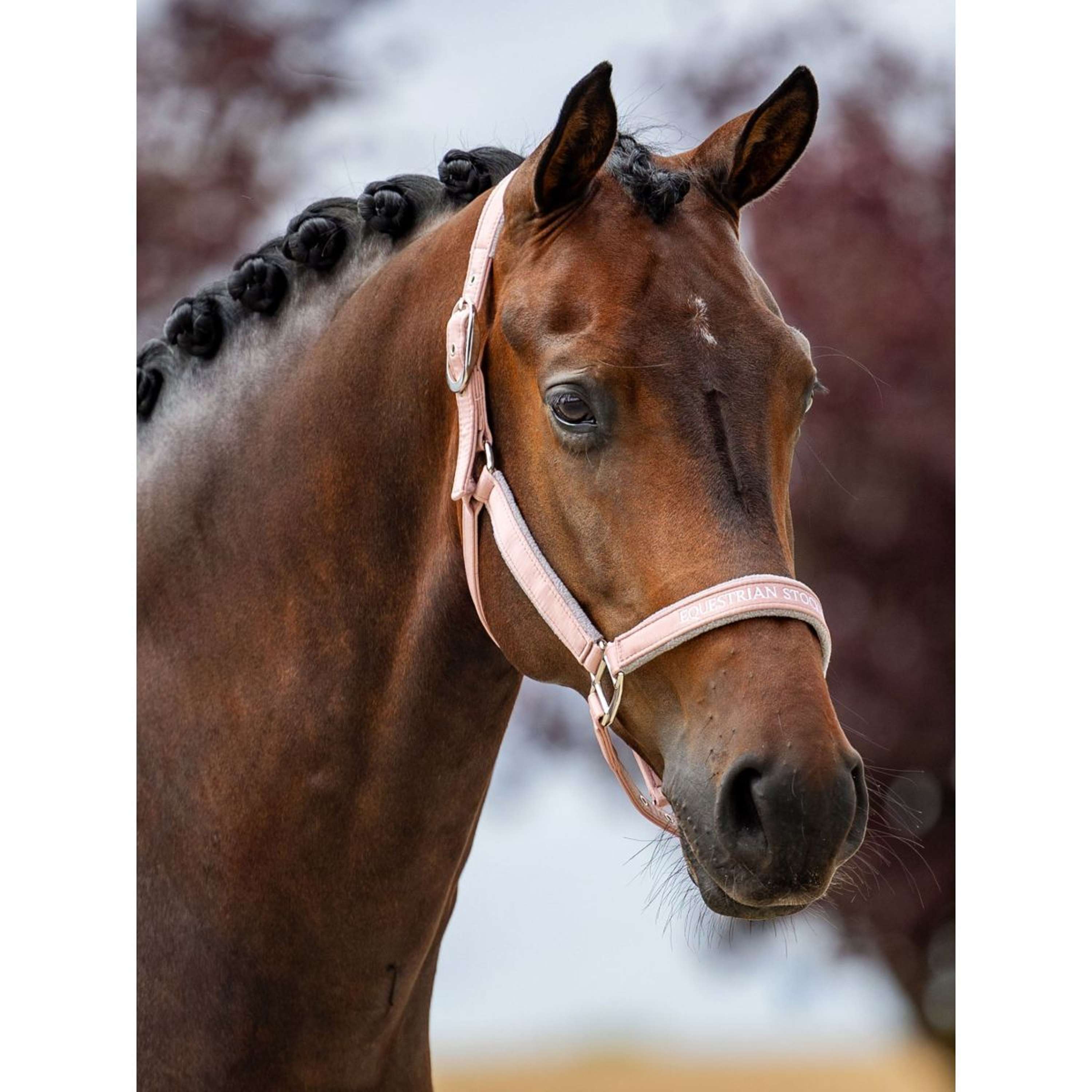 Equestrian Stockholm Licol Line Rose