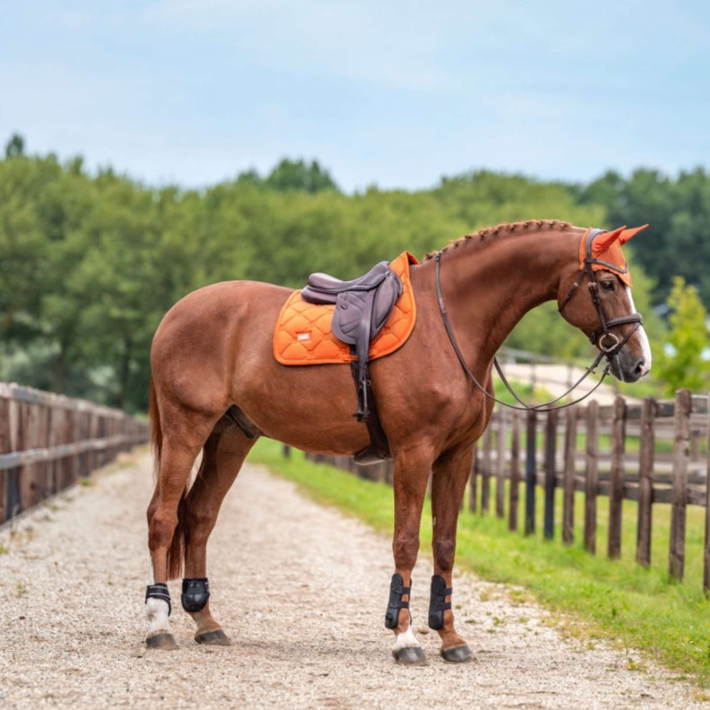 Equestrian Stockholm Tapis de Selle Velvet de Saut Chestnut