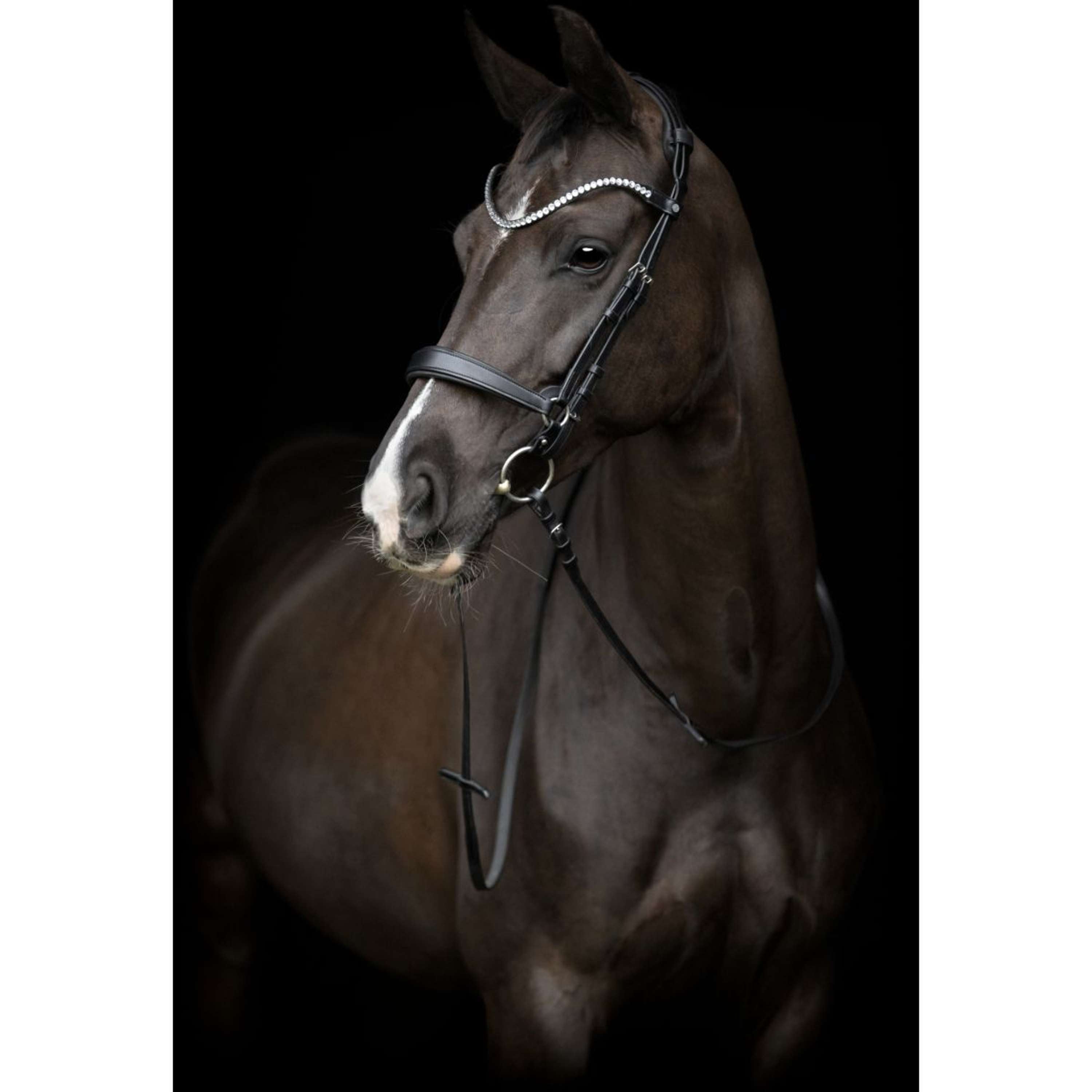 Catago Muserolle Gentle Noir