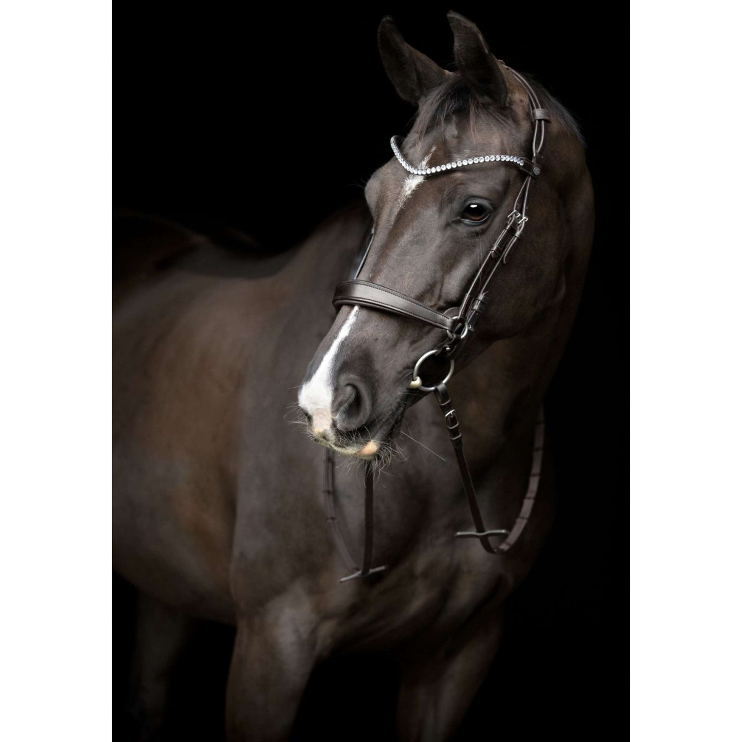 Catago Frontal Gentle Marron