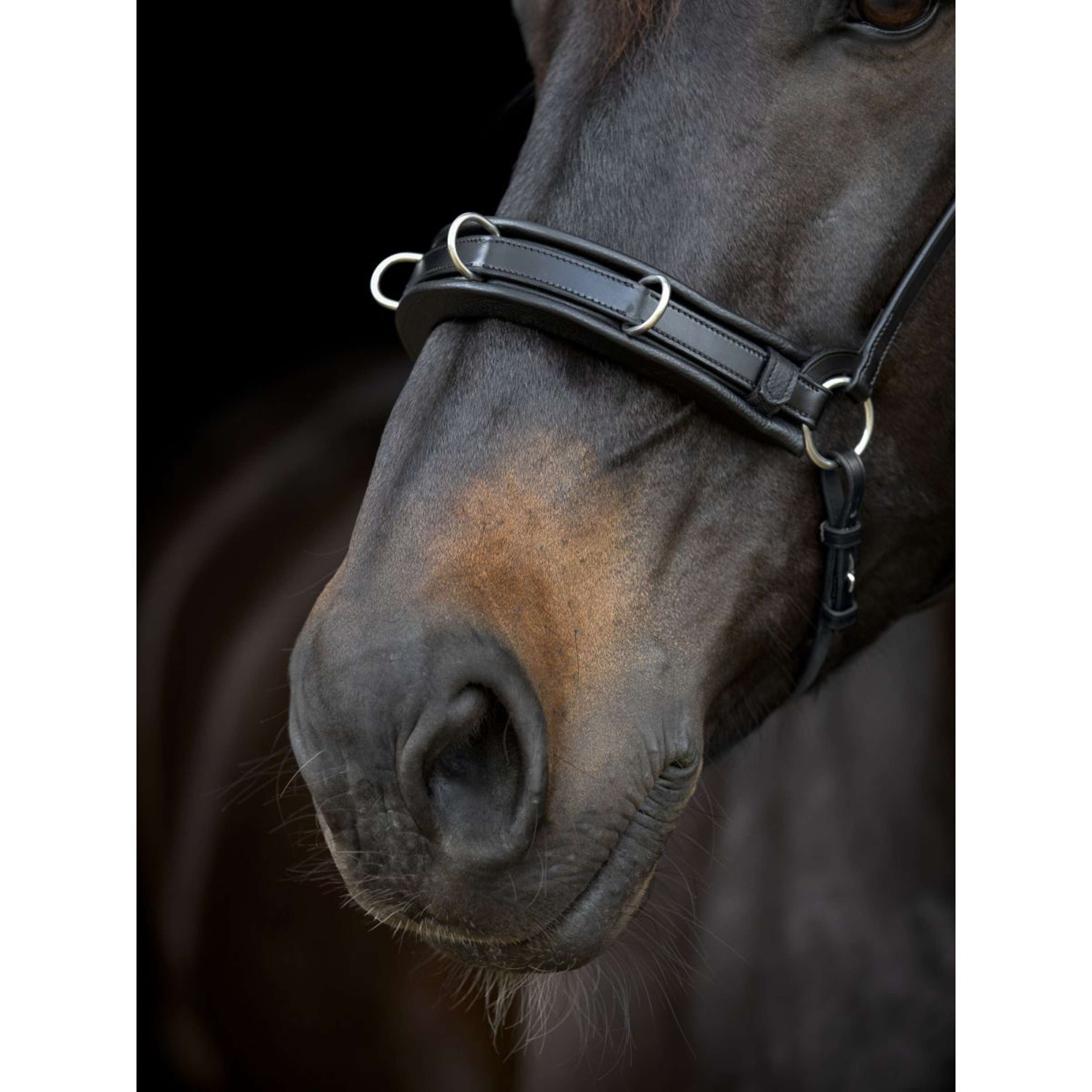 Catago Lanière de Muserolle Gentle Marron