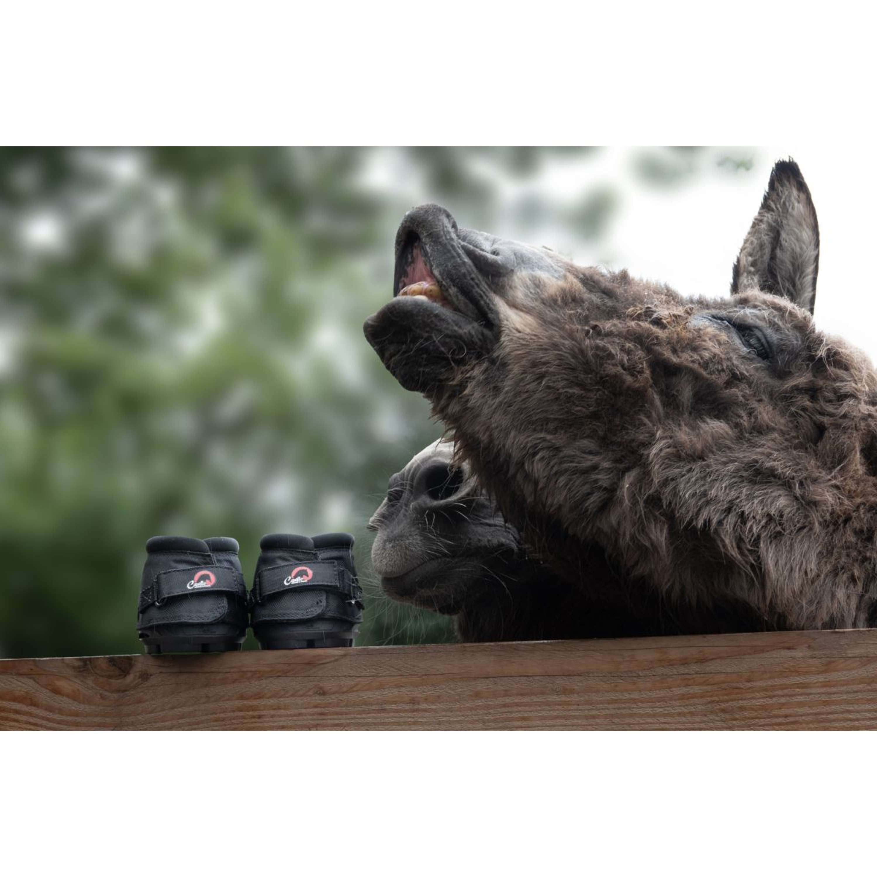 F.R.A. Cavallo Donkey/Long Ear Boot Noir