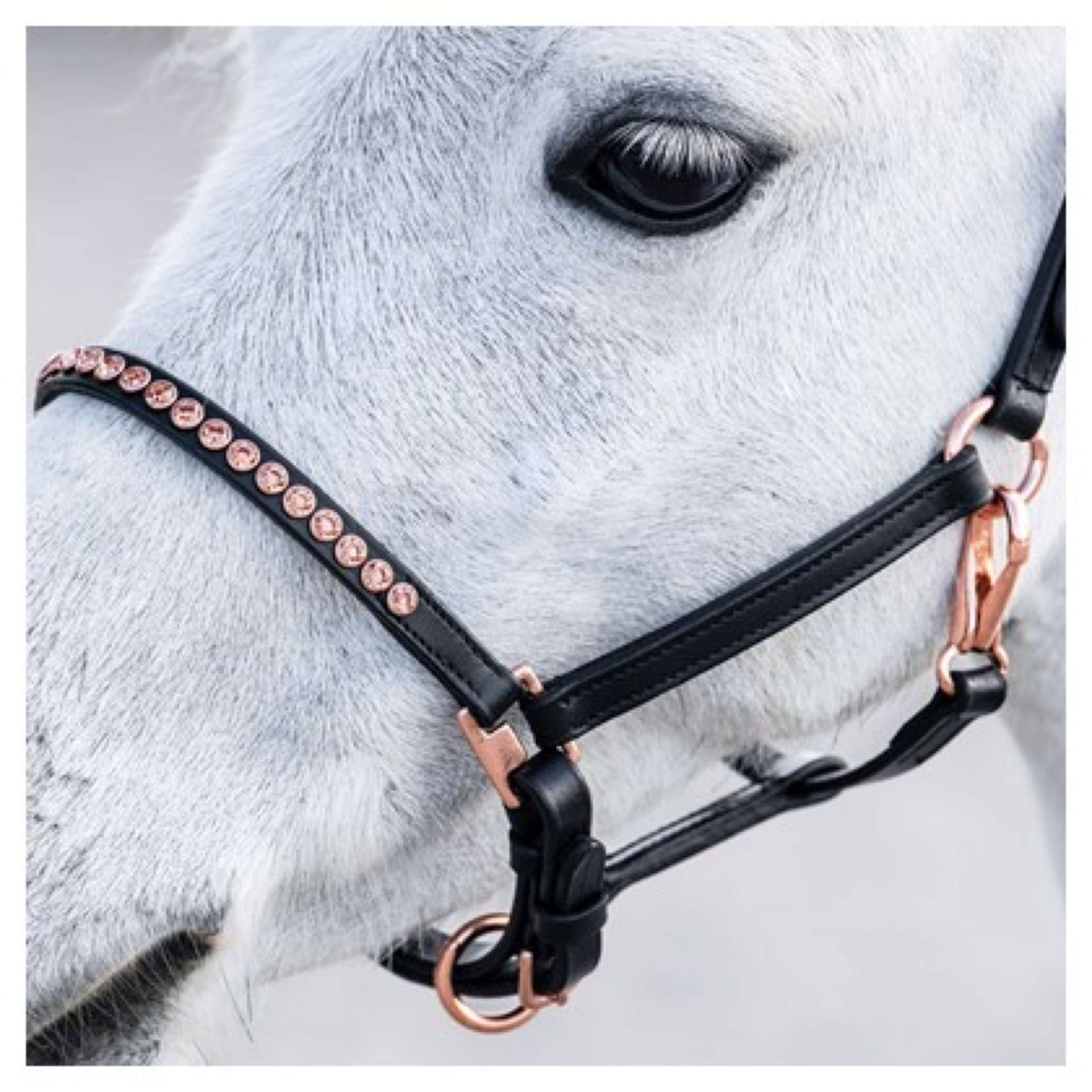 Harry's Horse Licol Crystal Noir/Or Rose