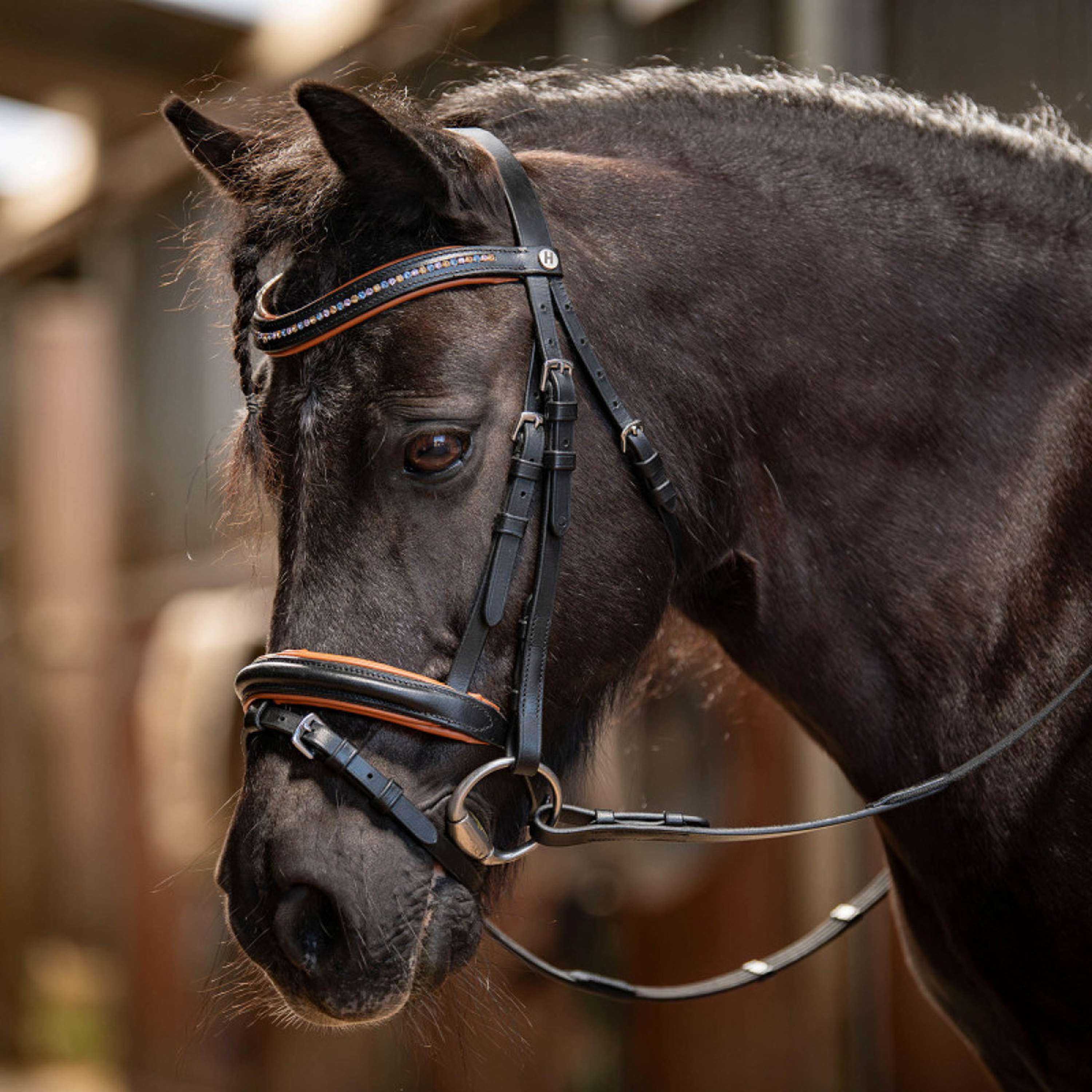 Harry's Horse Bride STOUT! Maverick Noir
