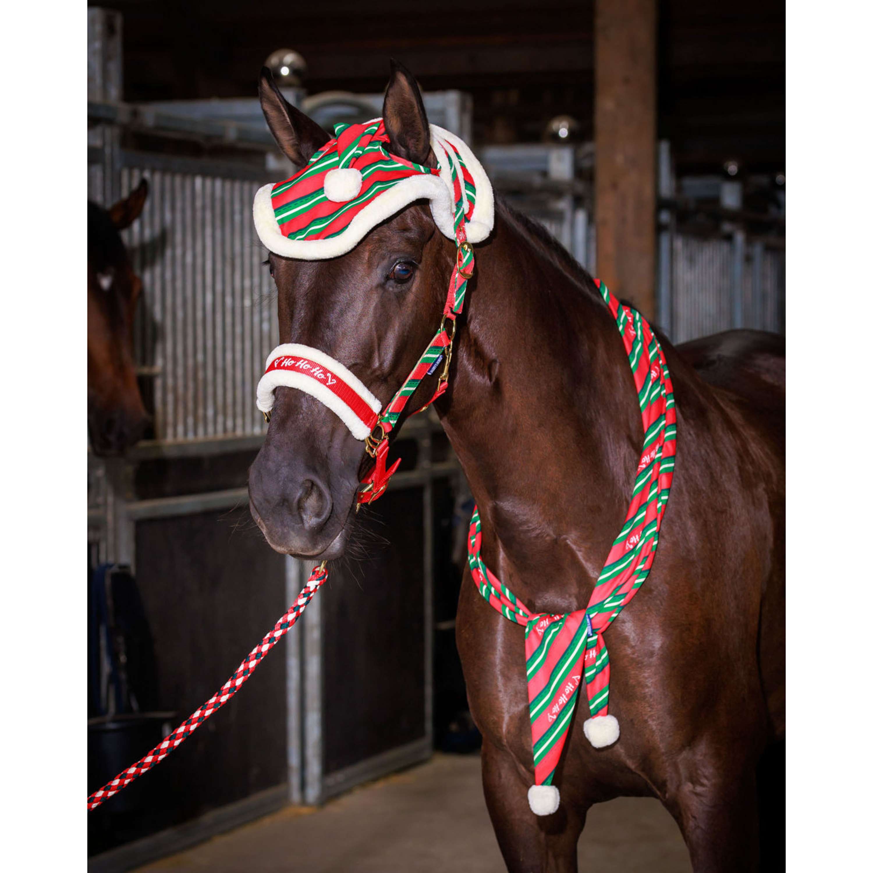 Harry's Horse Ensemble licol et bonnet Christmas '26 Rouge