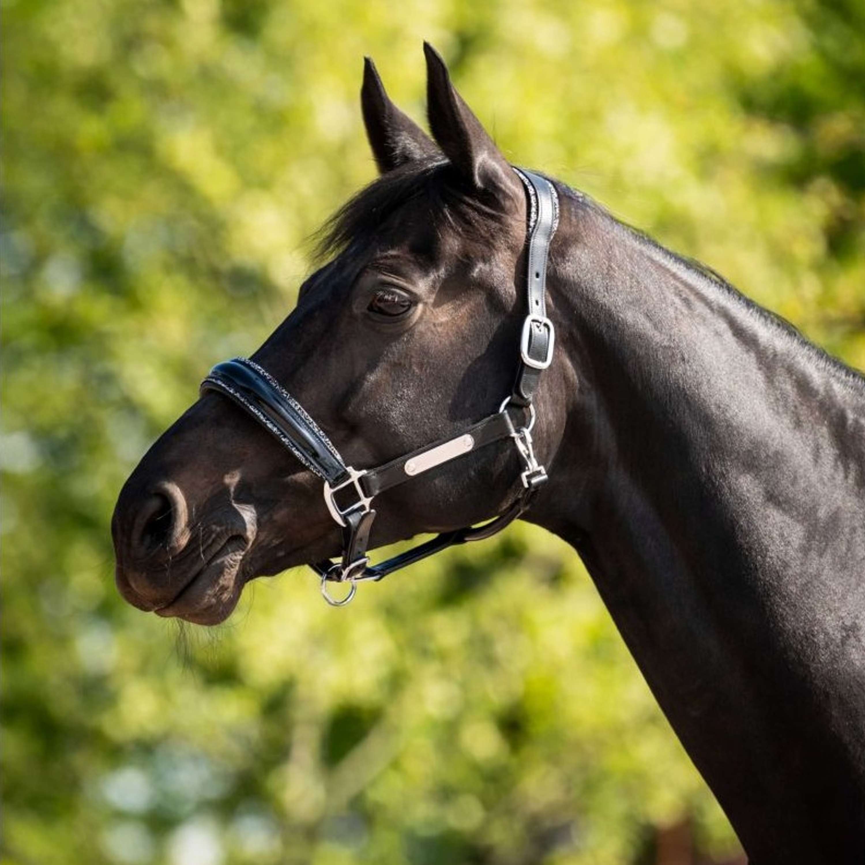 HB Ruitersport Licol Showtime Grand Slam Noir/Argent