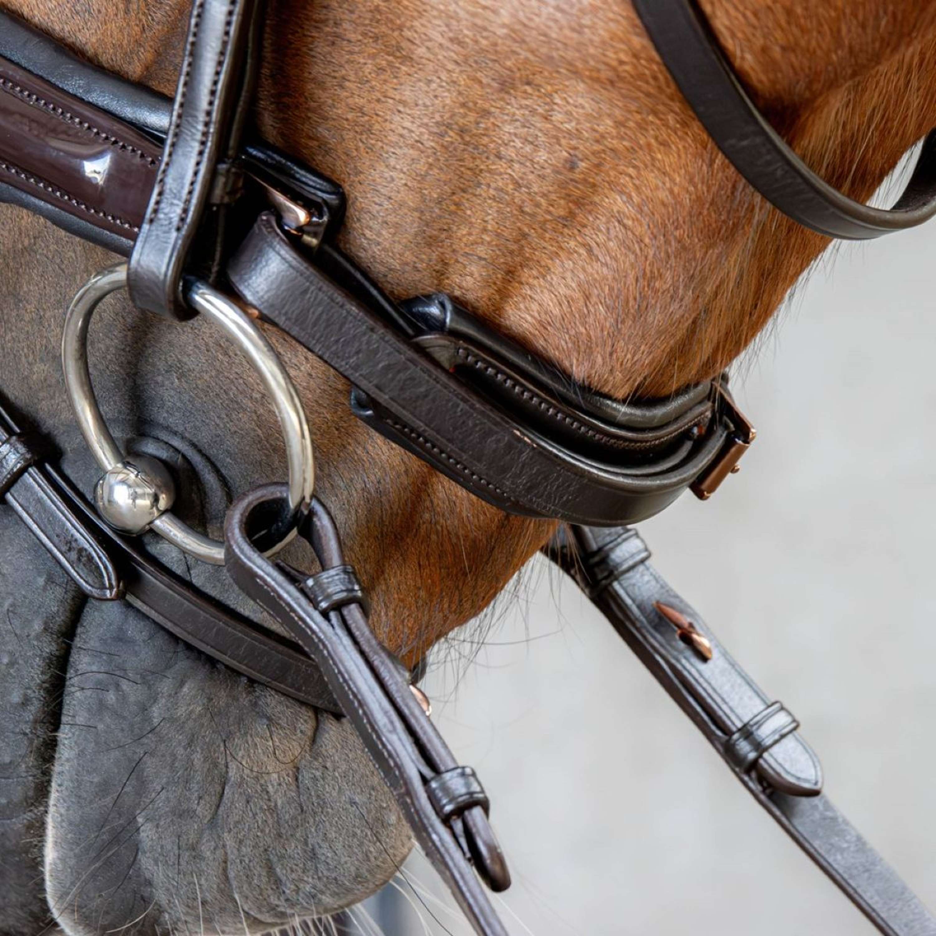 Harry's Horse Bride Copper Marron