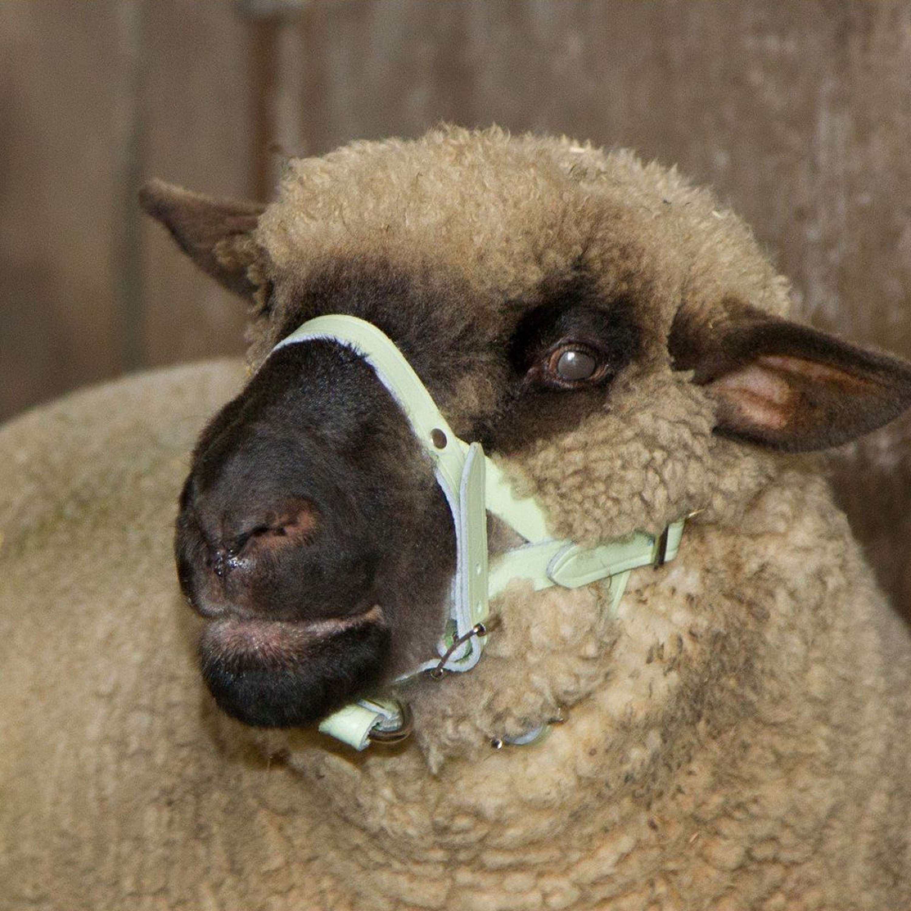 Kerbl Licol Cuir Mouton/Bouc