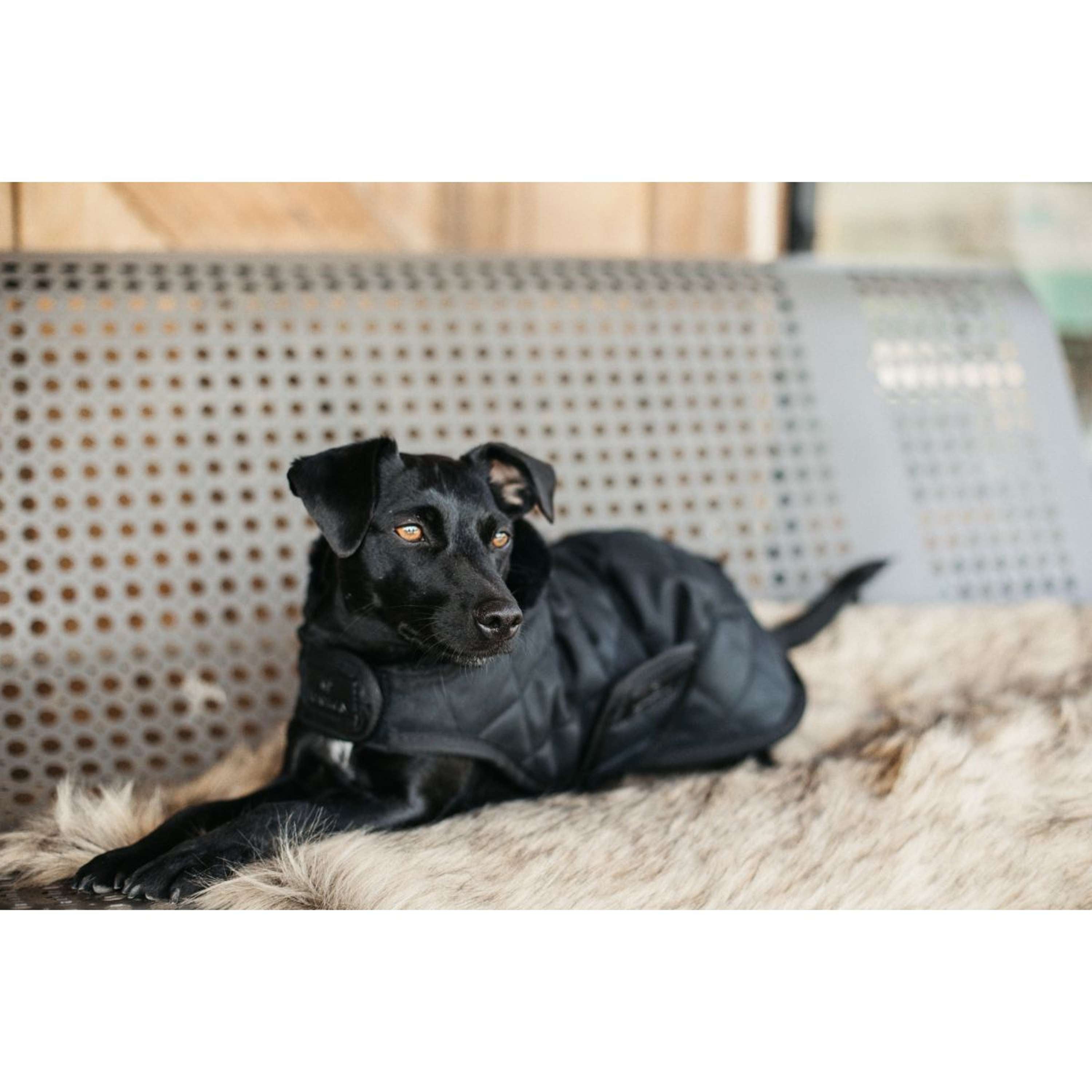Kentucky Veste pour Chien Original Royal Noir
