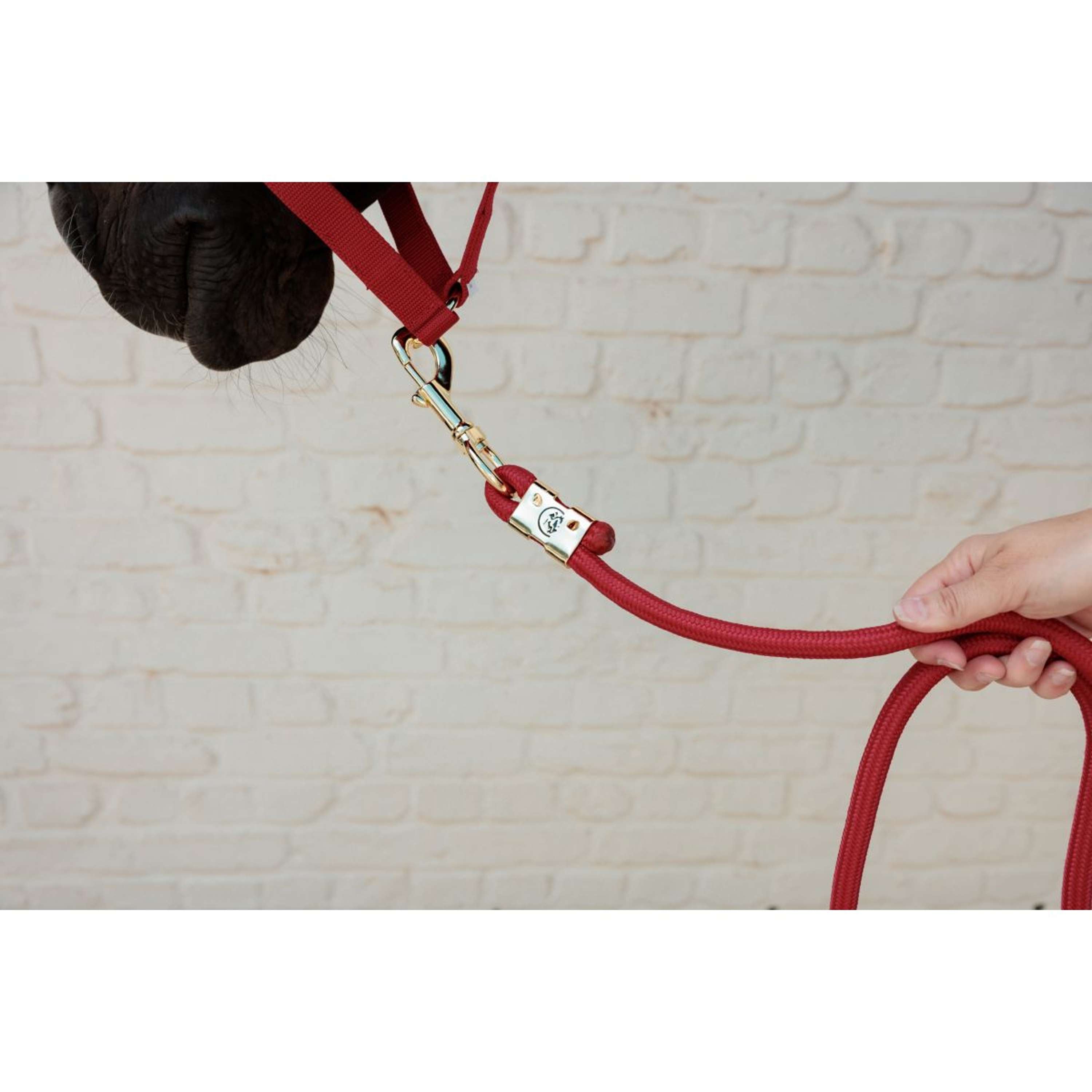 Kentucky Corde pour Licol Basic Rouge