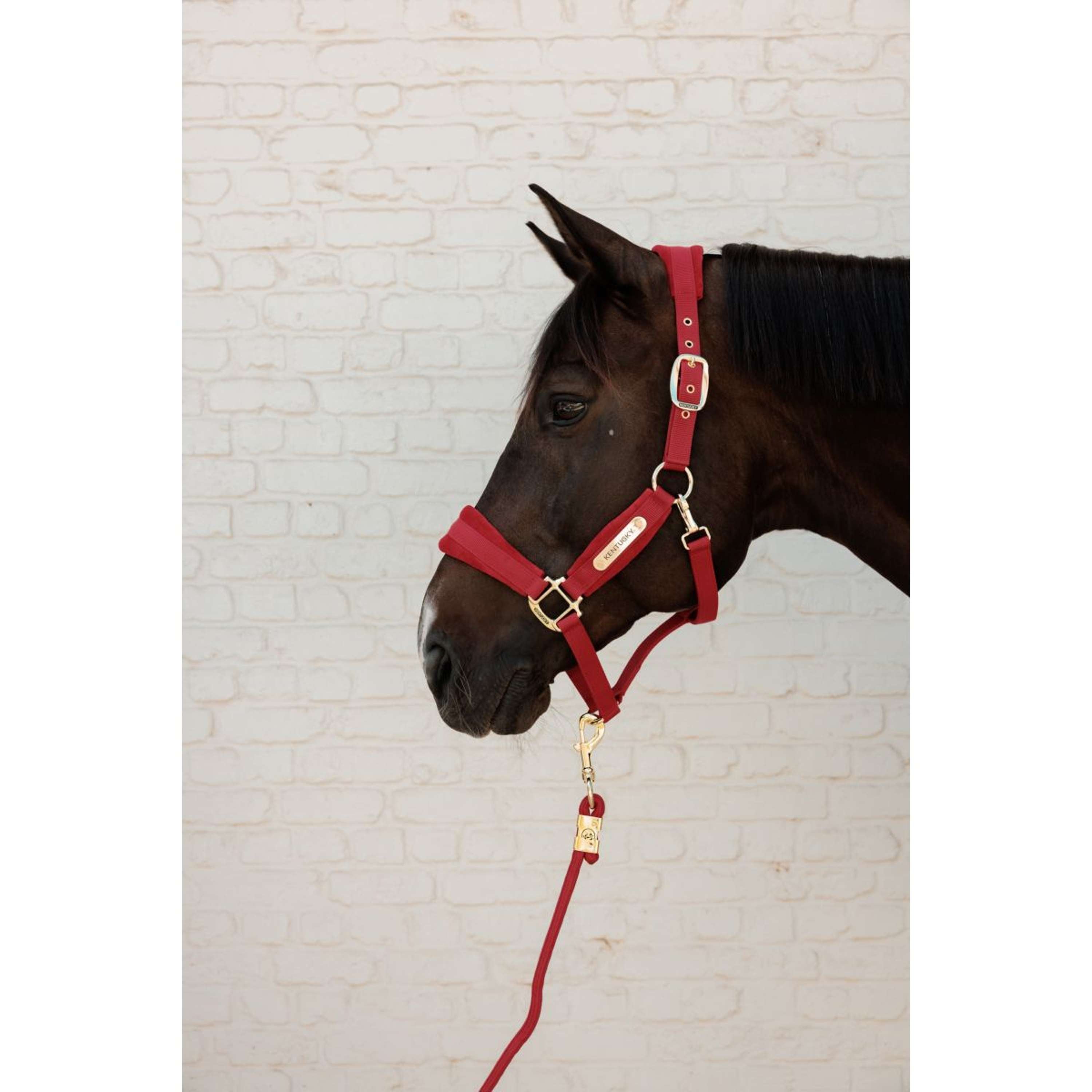 Kentucky Corde pour Licol Basic Rouge