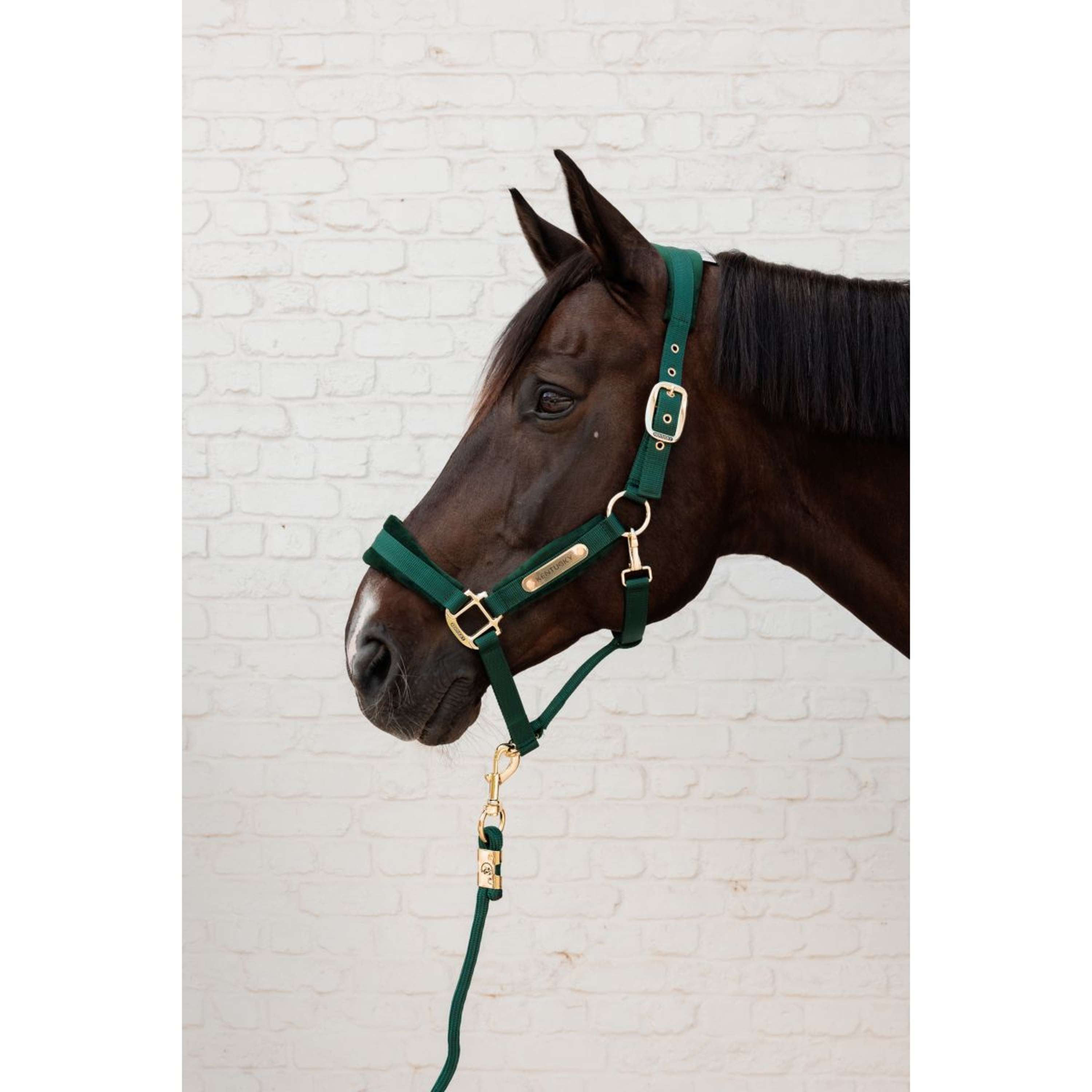 Kentucky Corde pour Licol Basic Pine Green
