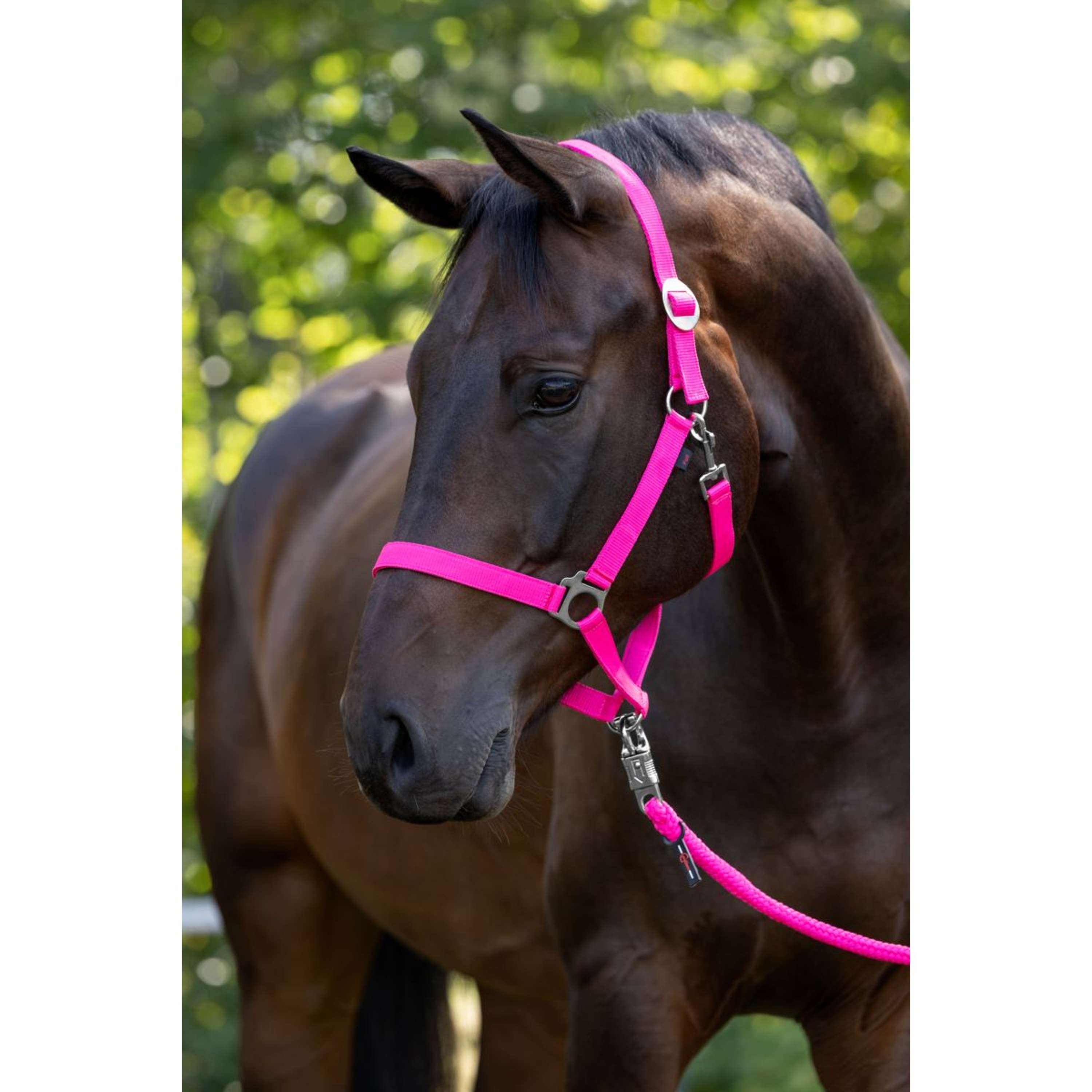 Covalliero Licol Hippo Rose