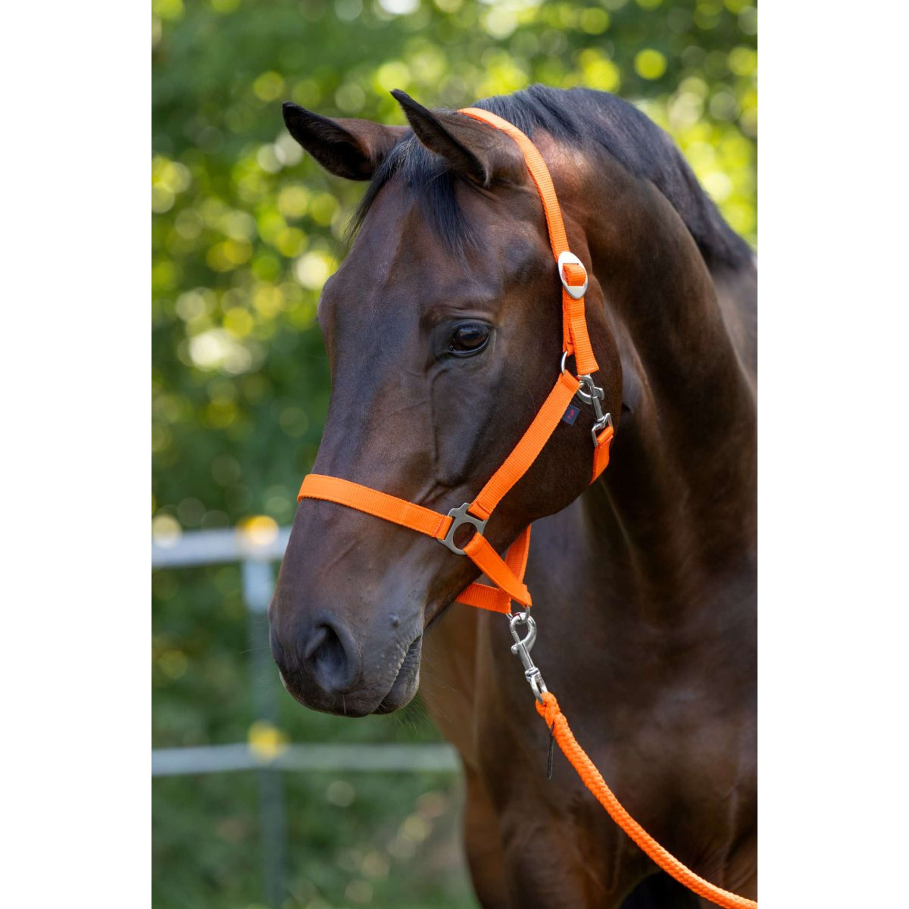 Covalliero Licol Hippo Orange