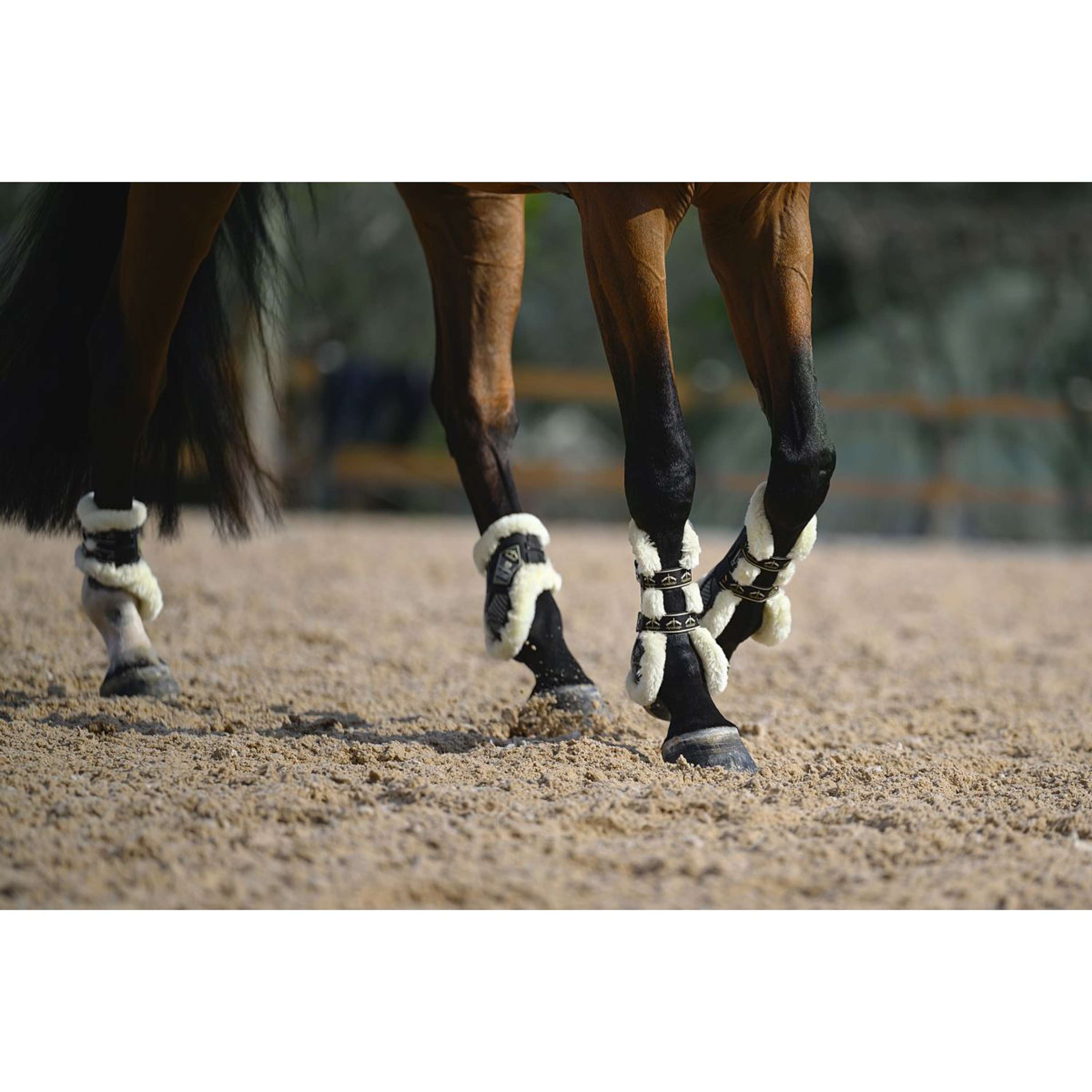 Veredus Protège-Boulets Carbon Gel Absolute Save the Sheep Rear Noir